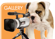 Angel Pet Sitters Gallery